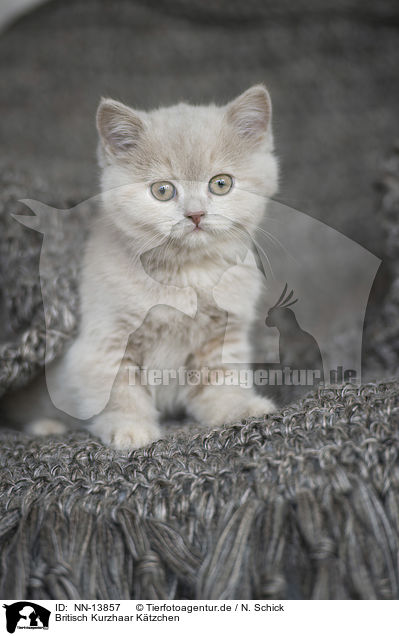 Britisch Kurzhaar Ktzchen / British Shorthair Kitten / NN-13857