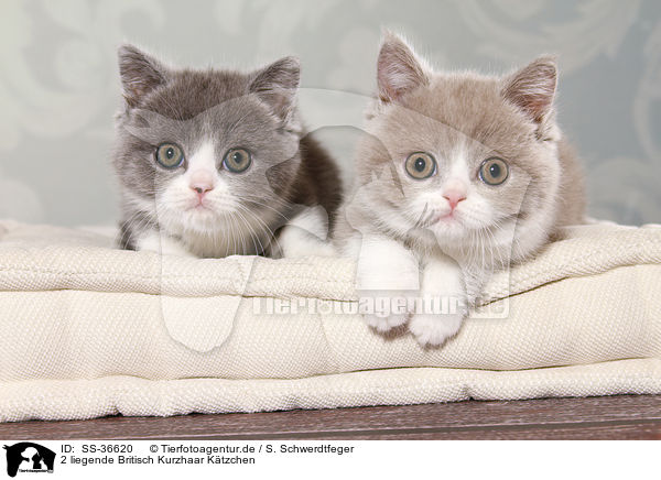 2 liegende Britisch Kurzhaar Ktzchen / 2 lying British Shorthair Kitten / SS-36620