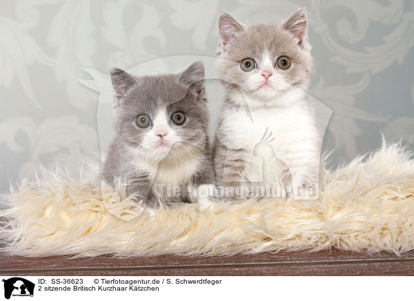 2 sitzende Britisch Kurzhaar Ktzchen / 2 sitting British Shorthair Kitten / SS-36623