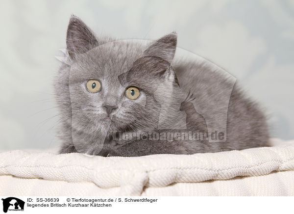 liegendes Britisch Kurzhaar K�tzchen / lying British Shorthair Kitten / SS-36639