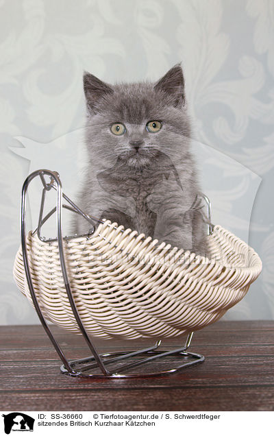 sitzendes Britisch Kurzhaar Ktzchen / sitting British Shorthair Kitten / SS-36660