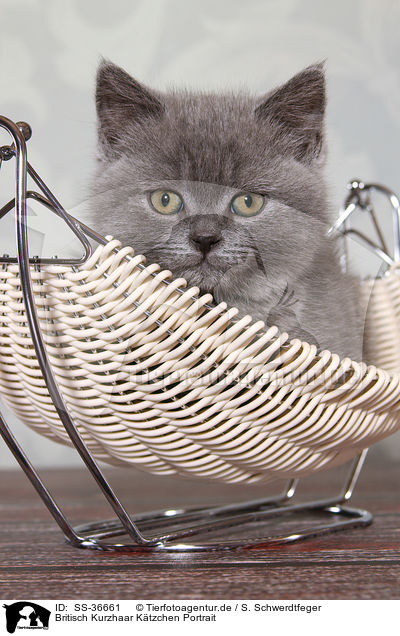 Britisch Kurzhaar Ktzchen Portrait / British Shorthair Kitten Portrait / SS-36661