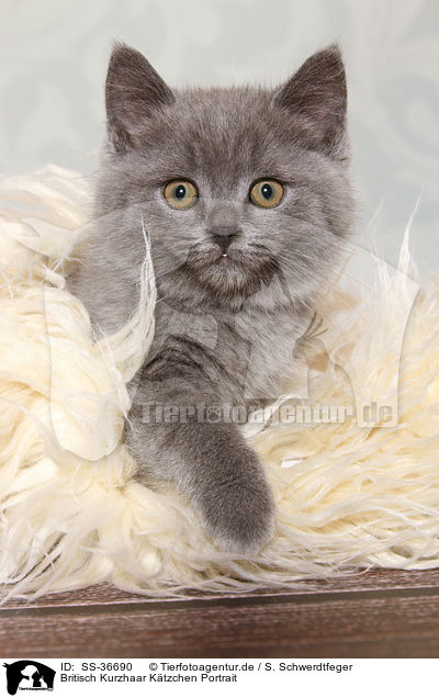 Britisch Kurzhaar Ktzchen Portrait / SS-36690