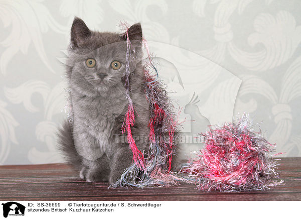 sitzendes Britisch Kurzhaar K�tzchen / sitting British Shorthair Kitten / SS-36699