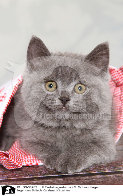liegendes Britisch Kurzhaar Ktzchen / lying British Shorthair Kitten / SS-36703