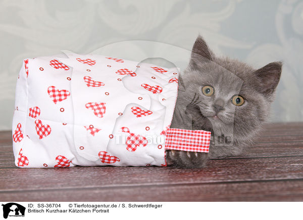 Britisch Kurzhaar Ktzchen Portrait / British Shorthair Kitten Portrait / SS-36704