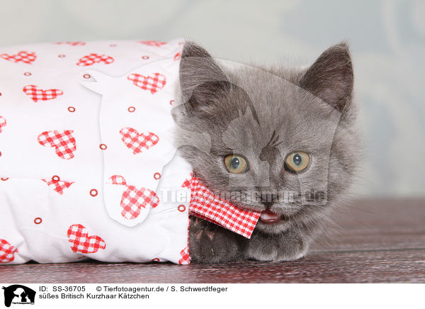 ses Britisch Kurzhaar Ktzchen / cute British Shorthair Kitten / SS-36705
