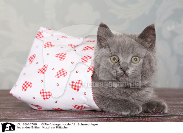 liegendes Britisch Kurzhaar Ktzchen / lying British Shorthair Kitten / SS-36706