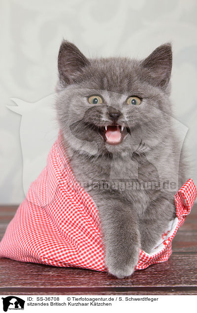 sitzendes Britisch Kurzhaar Ktzchen / sitting British Shorthair Kitten / SS-36708
