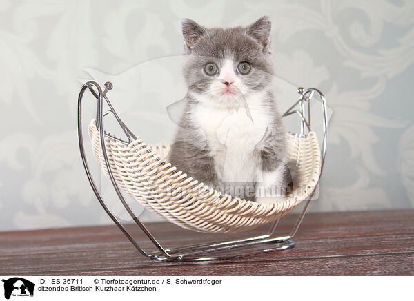 sitzendes Britisch Kurzhaar Ktzchen / sitting British Shorthair Kitten / SS-36711