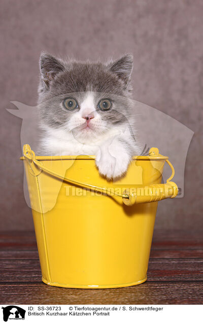 Britisch Kurzhaar Ktzchen Portrait / British Shorthair Kitten Portrait / SS-36723