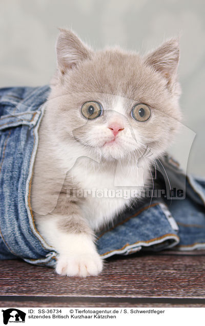 sitzendes Britisch Kurzhaar Ktzchen / sitting British Shorthair Kitten / SS-36734