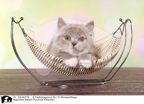 liegendes Britisch Kurzhaar Ktzchen / lying British Shorthair Kitten / SS-36770