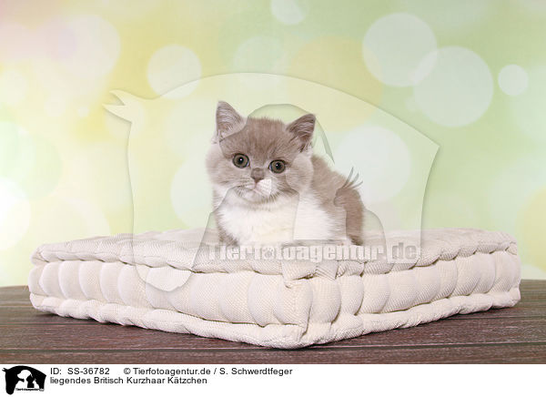 liegendes Britisch Kurzhaar Ktzchen / lying British Shorthair Kitten / SS-36782