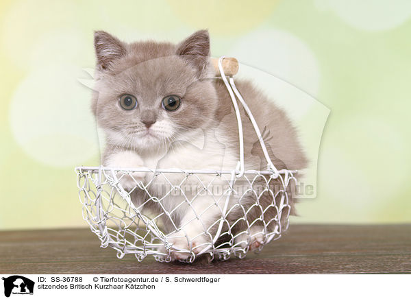 sitzendes Britisch Kurzhaar Ktzchen / sitting British Shorthair Kitten / SS-36788