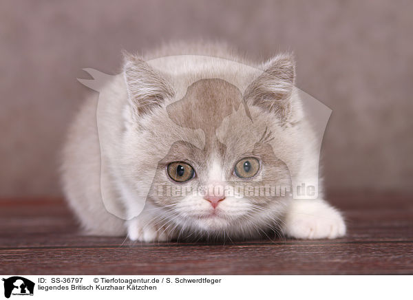 liegendes Britisch Kurzhaar Ktzchen / lying British Shorthair Kitten / SS-36797