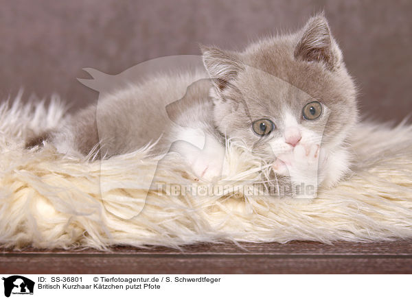 Britisch Kurzhaar Ktzchen putzt Pfote / British Shorthair Kitten cleans paw / SS-36801