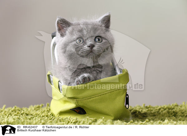 Britisch Kurzhaar Ktzchen / British Shorthair Kitten / RR-62407