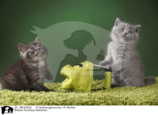 Britisch Kurzhaar Ktzchen / British Shorthair Kitten / RR-62422