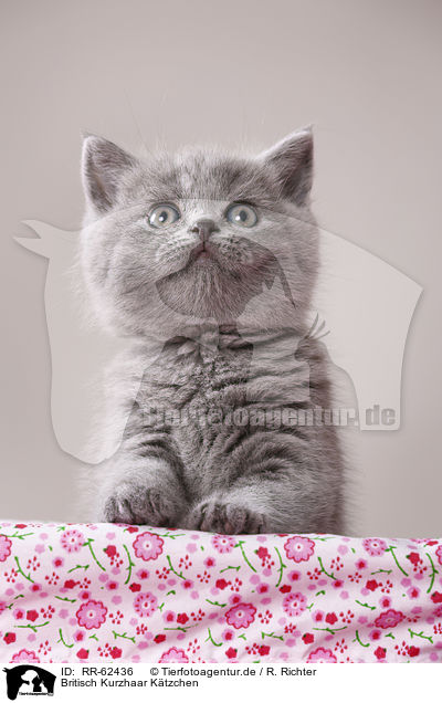 Britisch Kurzhaar Ktzchen / British Shorthair Kitten / RR-62436
