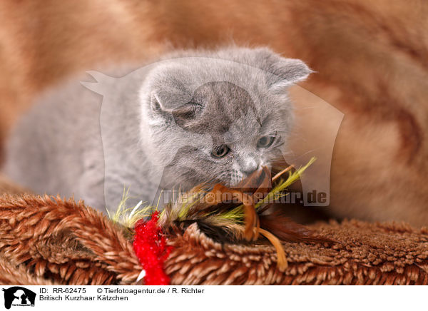 Britisch Kurzhaar K�tzchen / British Shorthair Kitten / RR-62475