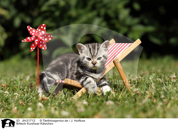 Britisch Kurzhaar Ktzchen / British Shorthair Kitten / JH-21712