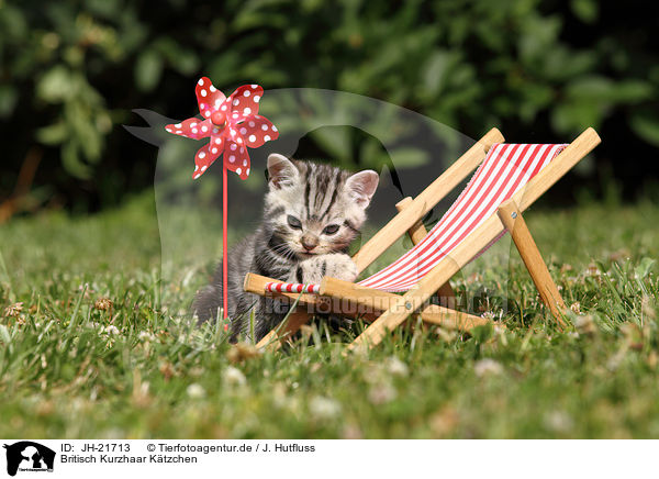 Britisch Kurzhaar Ktzchen / British Shorthair Kitten / JH-21713