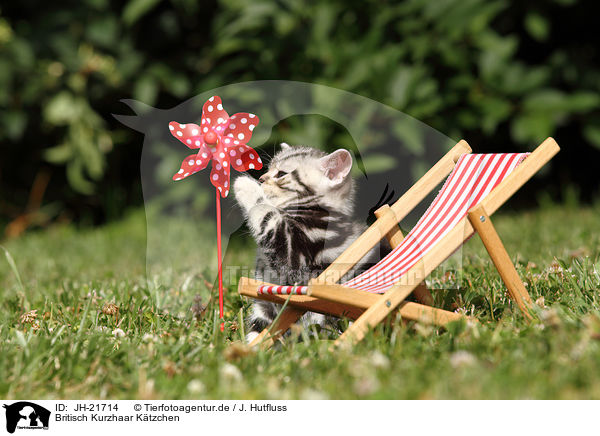 Britisch Kurzhaar Ktzchen / British Shorthair Kitten / JH-21714