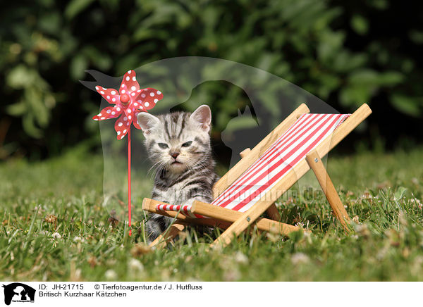 Britisch Kurzhaar Ktzchen / British Shorthair Kitten / JH-21715