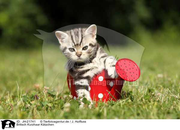 Britisch Kurzhaar Ktzchen / British Shorthair Kitten / JH-21741