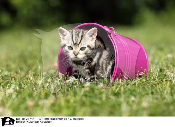 Britisch Kurzhaar Ktzchen / British Shorthair Kitten / JH-21744