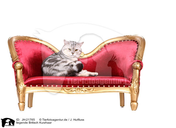liegende Britisch Kurzhaar / lying British Shorthair / JH-21765