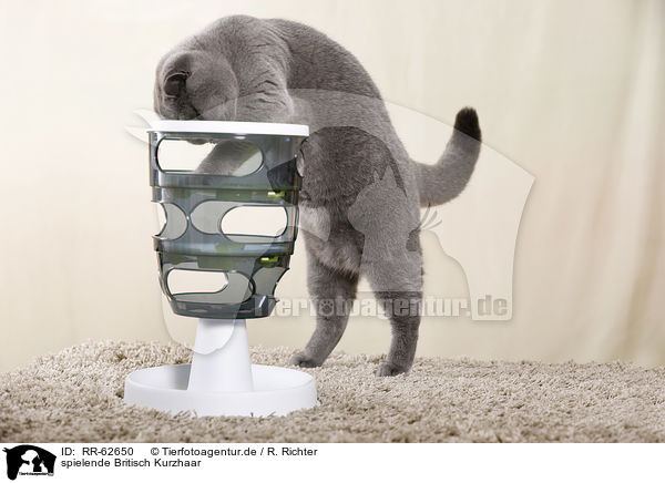spielende Britisch Kurzhaar / playing British Shorthair / RR-62650