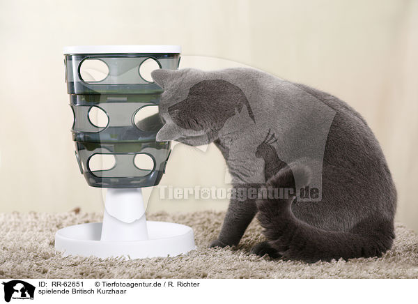 spielende Britisch Kurzhaar / playing British Shorthair / RR-62651
