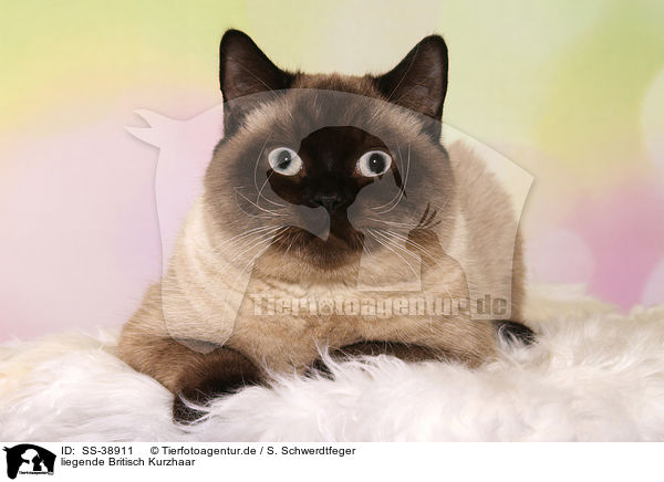 liegende Britisch Kurzhaar / lying British Shorthair / SS-38911