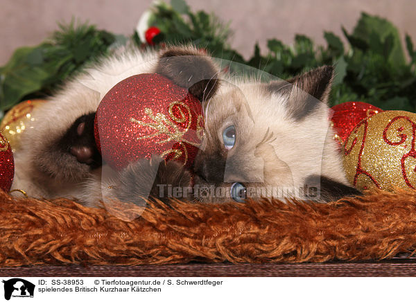 spielendes Britisch Kurzhaar Ktzchen / playing British Shorthair Kitten / SS-38953