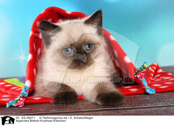 liegendes Britisch Kurzhaar Ktzchen / lying British Shorthair Kitten / SS-38971