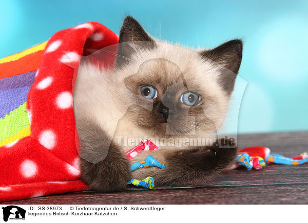 liegendes Britisch Kurzhaar Ktzchen / lying British Shorthair Kitten / SS-38973