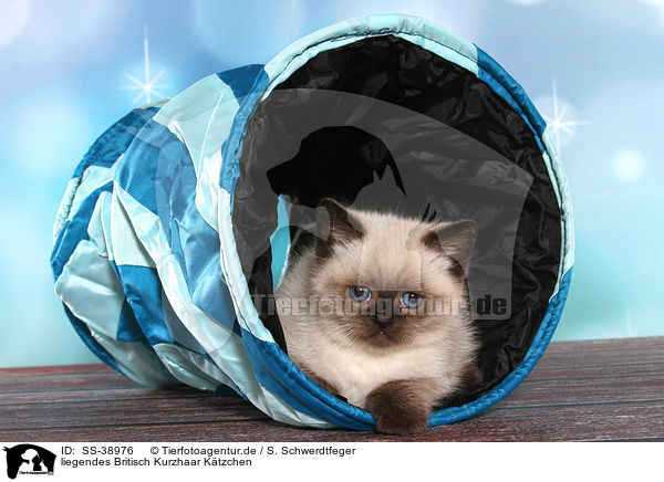 liegendes Britisch Kurzhaar Ktzchen / lying British Shorthair Kitten / SS-38976