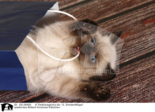 spielendes Britisch Kurzhaar Ktzchen / playing British Shorthair Kitten / SS-38990