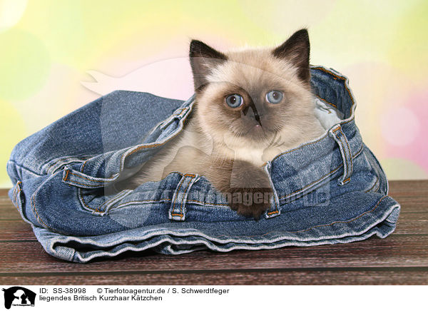 liegendes Britisch Kurzhaar Ktzchen / lying British Shorthair Kitten / SS-38998