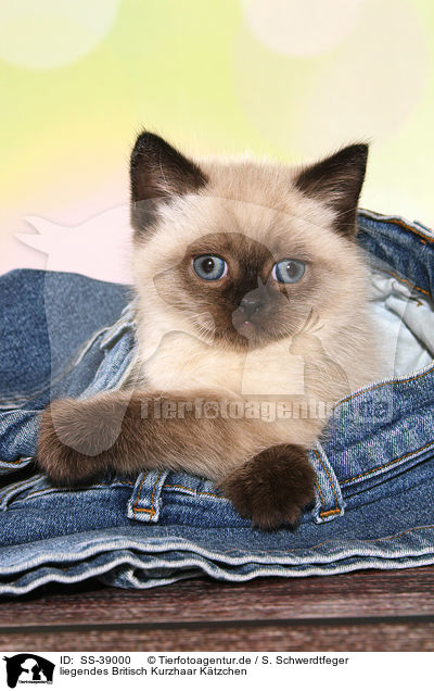 liegendes Britisch Kurzhaar K�tzchen / lying British Shorthair Kitten / SS-39000