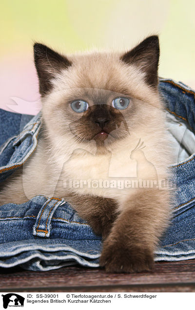 liegendes Britisch Kurzhaar K�tzchen / lying British Shorthair Kitten / SS-39001