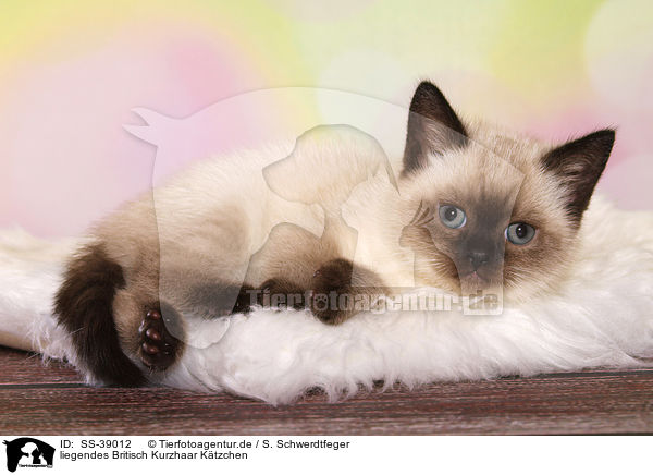 liegendes Britisch Kurzhaar Ktzchen / lying British Shorthair Kitten / SS-39012