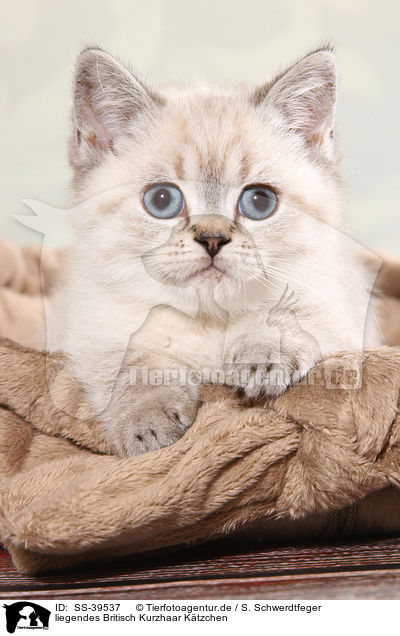 liegendes Britisch Kurzhaar Ktzchen / lying British Shorthair Kitten / SS-39537