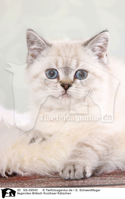 liegendes Britisch Kurzhaar Ktzchen / lying British Shorthair Kitten / SS-39540