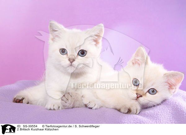 2 Britisch Kurzhaar Ktzchen / 2 British Shorthair Kitten / SS-39554