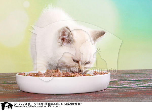 fressendes Britisch Kurzhaar Ktzchen / eating British Shorthair Kitten / SS-39556
