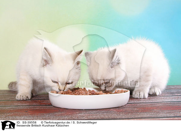 fressende Britisch Kurzhaar Ktzchen / eating British Shorthair Kitten / SS-39558