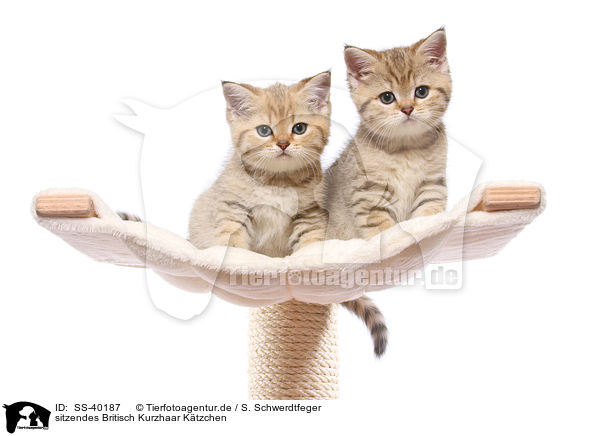 sitzendes Britisch Kurzhaar Ktzchen / sitting British Shorthair Kitten / SS-40187